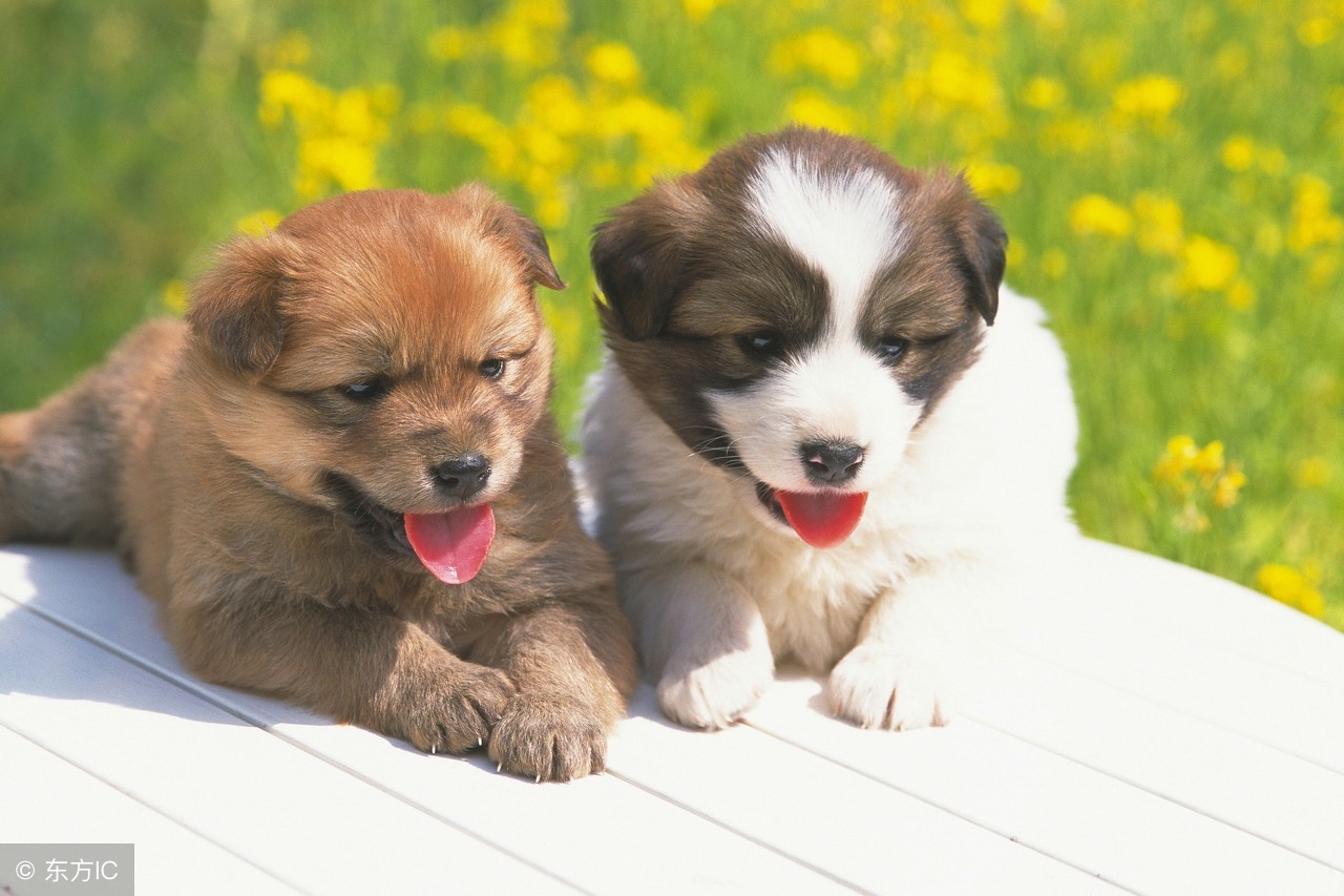 和生肖狗最合的是哪些生肖,生肖狗和十二生肖结合排名