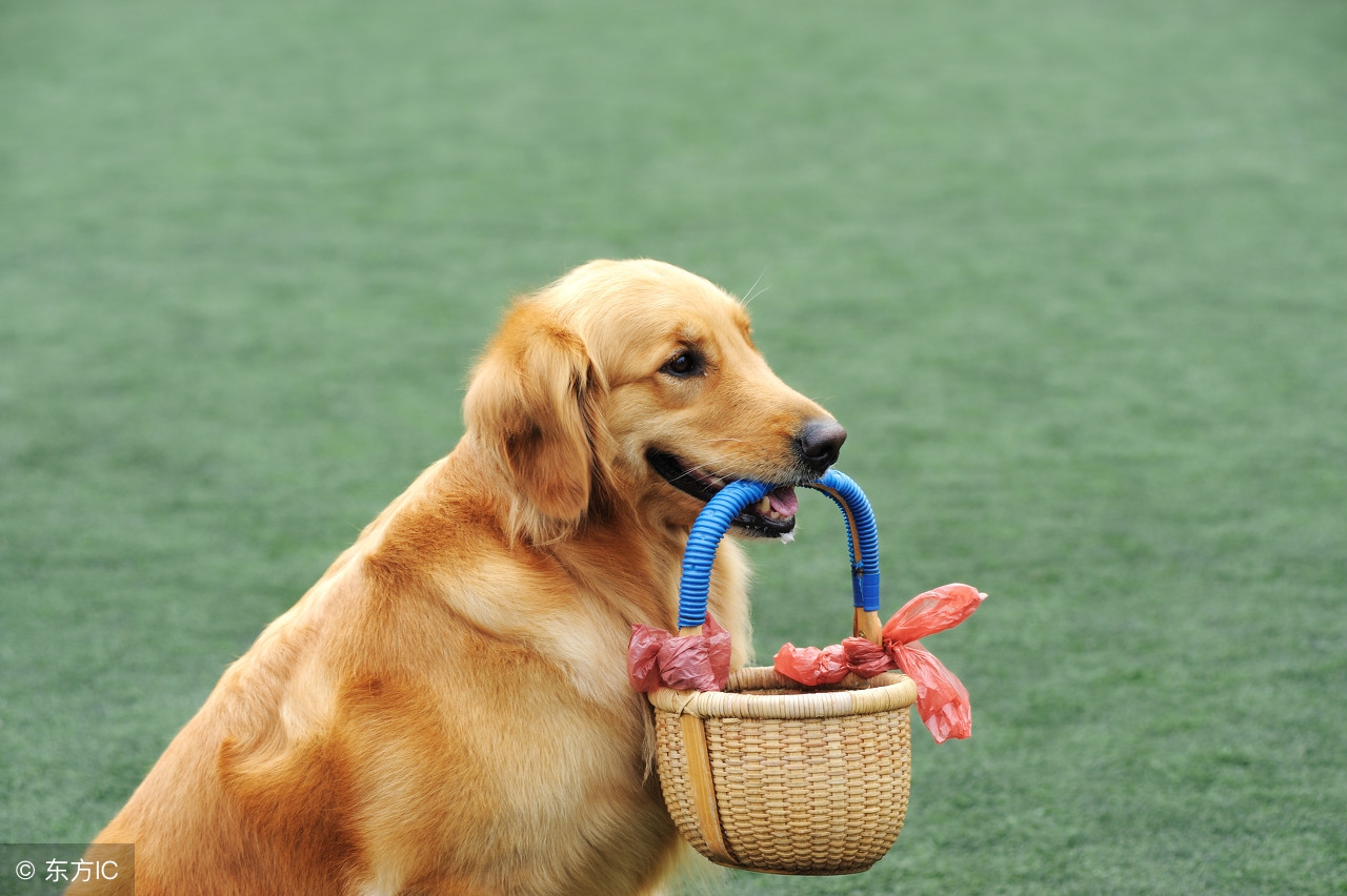 和生肖狗最合的是哪些生肖,生肖狗和十二生肖结合排名