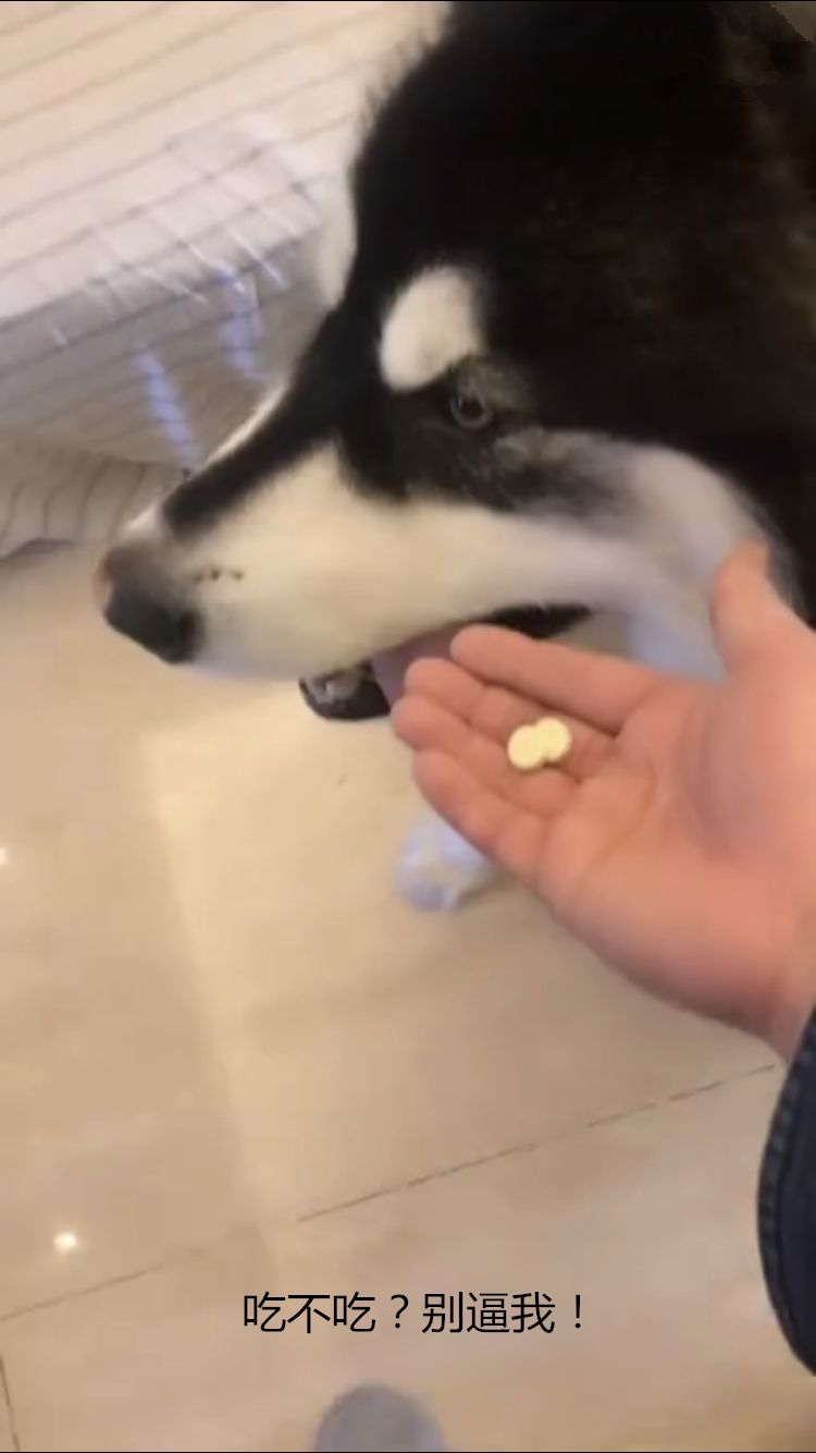 给二哈暴力喂食,给二哈喂药就得用特殊办法