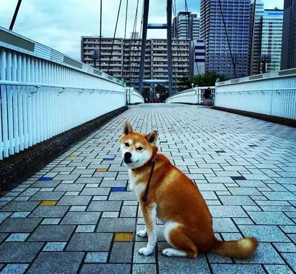 柴犬拒绝回家了,柴犬不想回家躺在地上耍赖