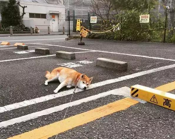 柴犬拒绝回家了,柴犬不想回家躺在地上耍赖