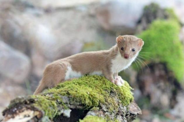 家里进黄鼠狼能不能打死,黄鼠狼进老人屋是什么兆头