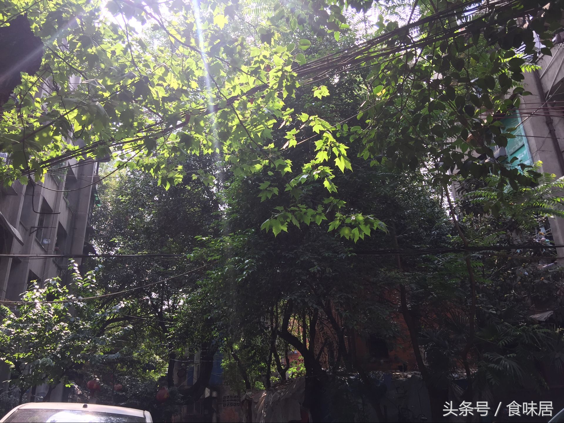 专注饺子15年,十种经典水饺