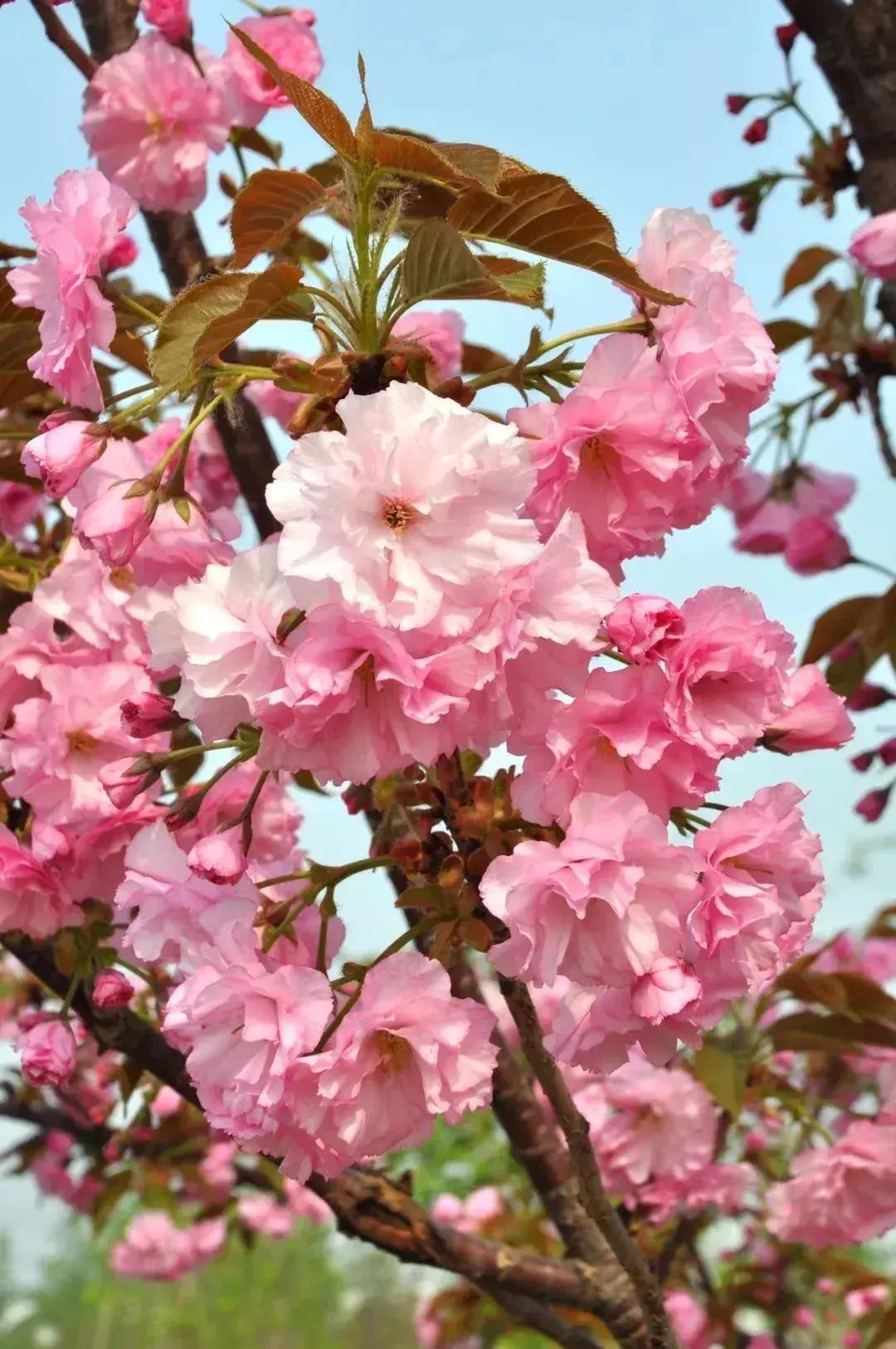 四月飘雪缘是樱，蓝调庄园晚樱盛景正当时！