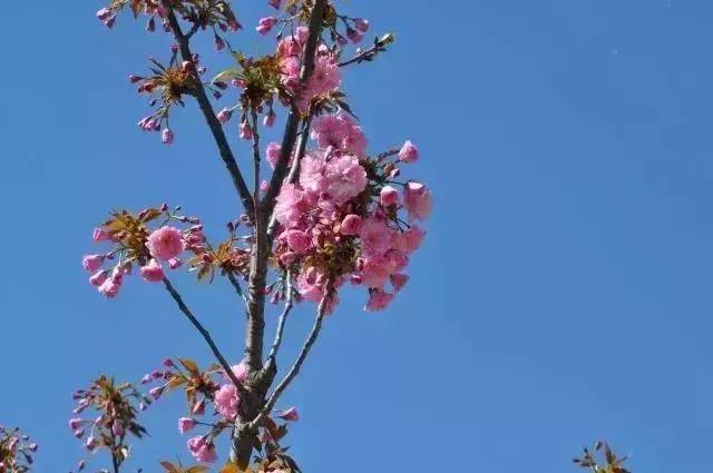 四月飘雪缘是樱，蓝调庄园晚樱盛景正当时！