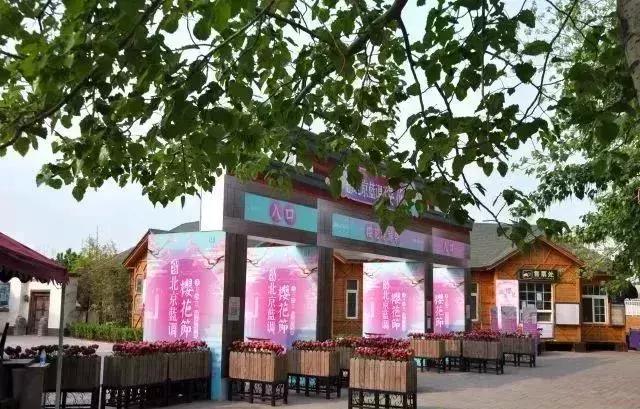 四月飘雪缘是樱，蓝调庄园晚樱盛景正当时！