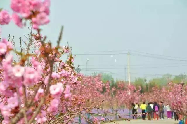 四月飘雪缘是樱，蓝调庄园晚樱盛景正当时！