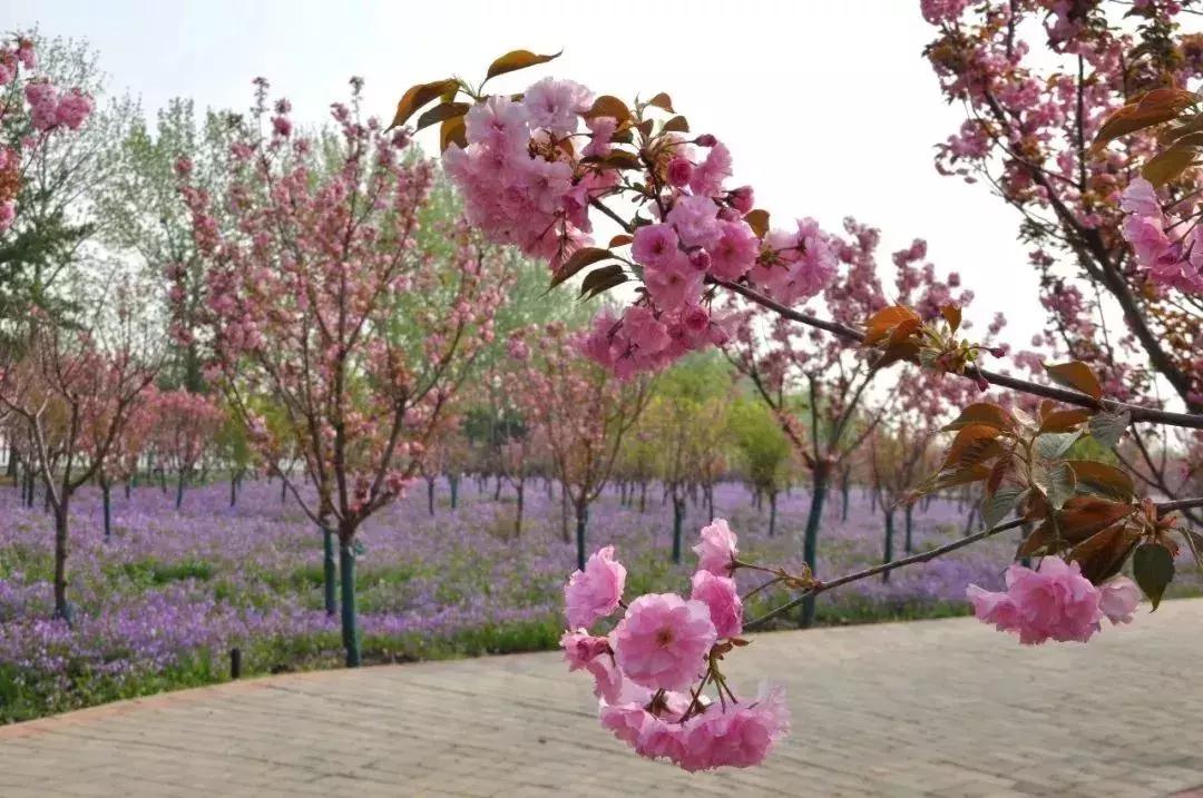 四月飘雪缘是樱，蓝调庄园晚樱盛景正当时！