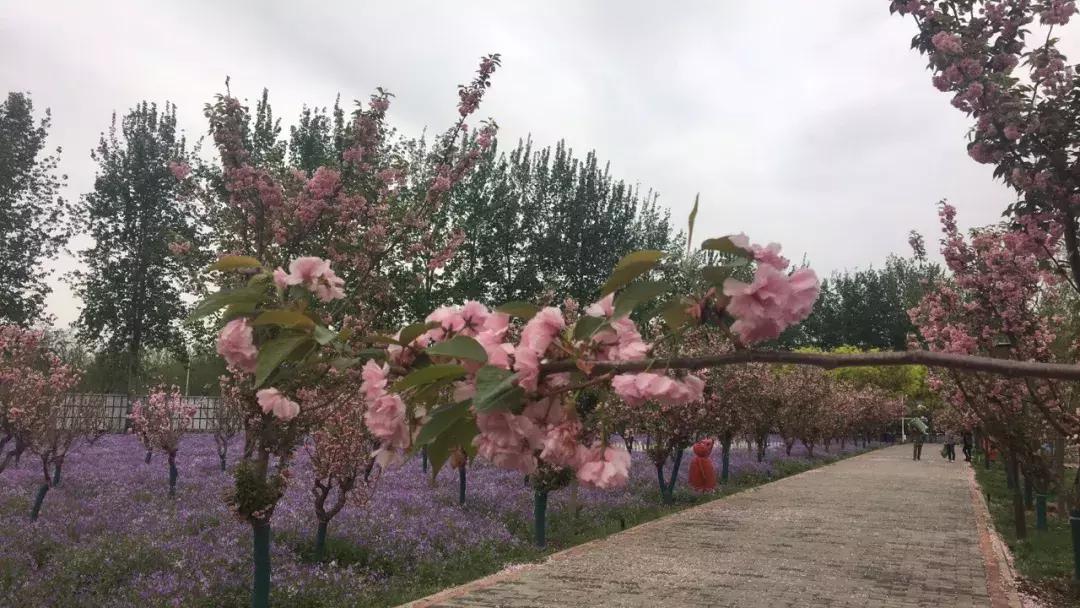 四月飘雪缘是樱，蓝调庄园晚樱盛景正当时！