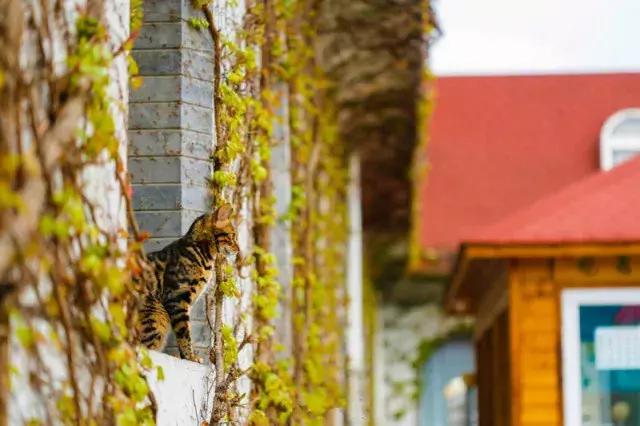 踏青游玩是什么意思,踏青旅游什么意思