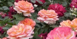 罗田有什么花,常见的野生观赏花有哪些