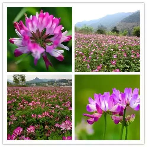 罗田有什么花,常见的野生观赏花有哪些