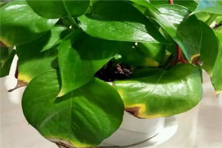 发财树绿萝黄叶用什么,发财树绿萝黄叶怎么办