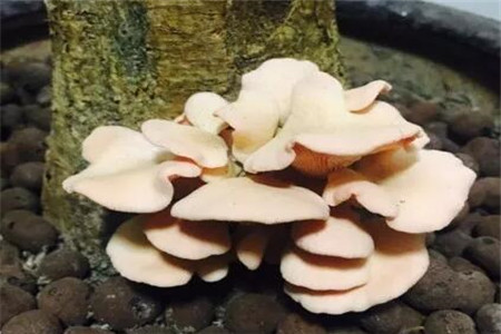 发财树绿萝黄叶用什么,发财树绿萝黄叶怎么办