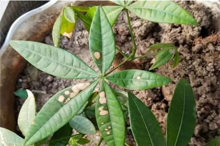 发财树绿萝黄叶用什么,发财树绿萝黄叶怎么办