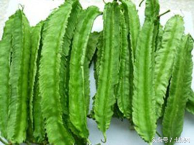 四棱豆怎么种植什么时间种,四棱豆怎么种植