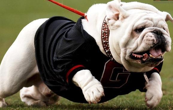 十大温顺狗狗排行榜,好养温顺的狗狗排名前十位