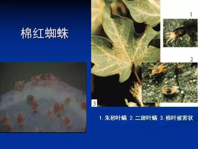 常见害虫有哪些图片大全,常见38种害虫图片及名称及防治