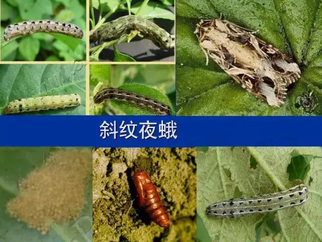 常见害虫有哪些图片大全,常见38种害虫图片及名称及防治