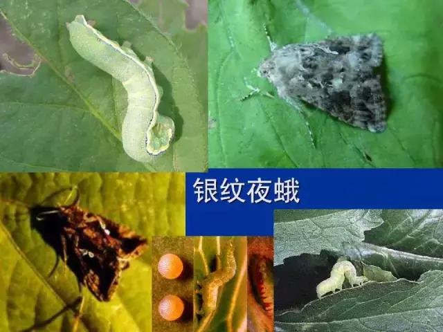常见害虫有哪些图片大全,常见38种害虫图片及名称及防治