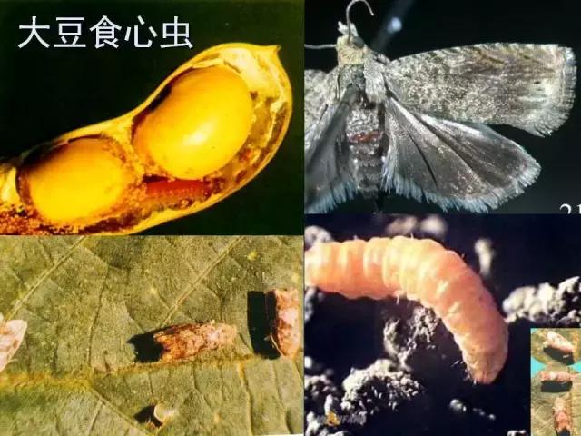 常见害虫有哪些图片大全,常见38种害虫图片及名称及防治