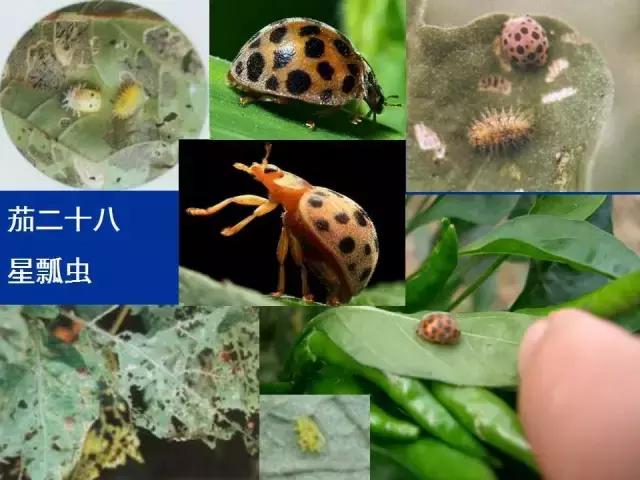 常见害虫有哪些图片大全,常见38种害虫图片及名称及防治