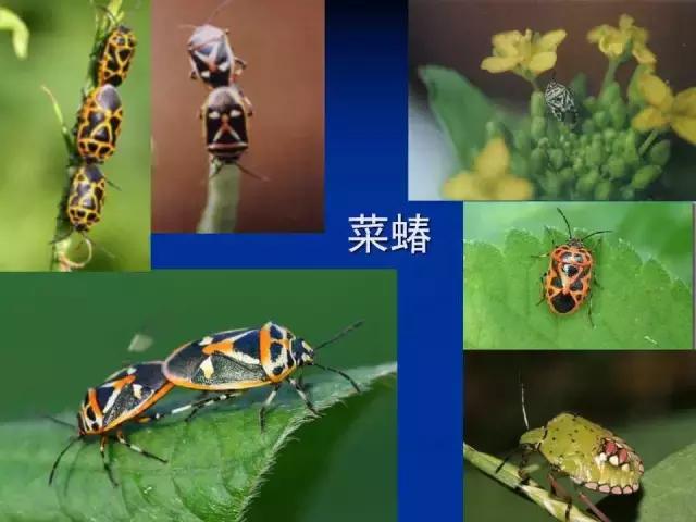 常见害虫有哪些图片大全,常见38种害虫图片及名称及防治