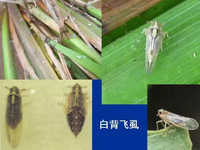 常见害虫有哪些图片大全,常见38种害虫图片及名称及防治