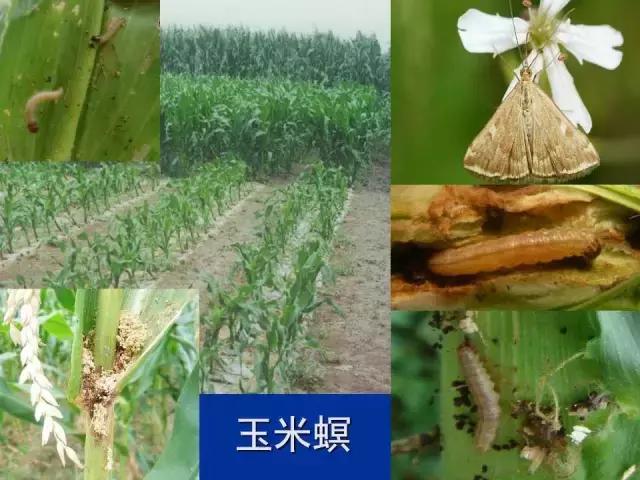 常见害虫有哪些图片大全,常见38种害虫图片及名称及防治
