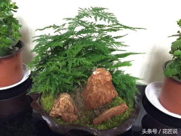 文竹叶子烂根了怎么补救,我的文竹开花了怎么办