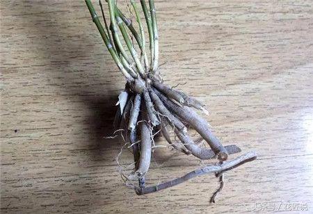 文竹叶子烂根了怎么补救,我的文竹开花了怎么办