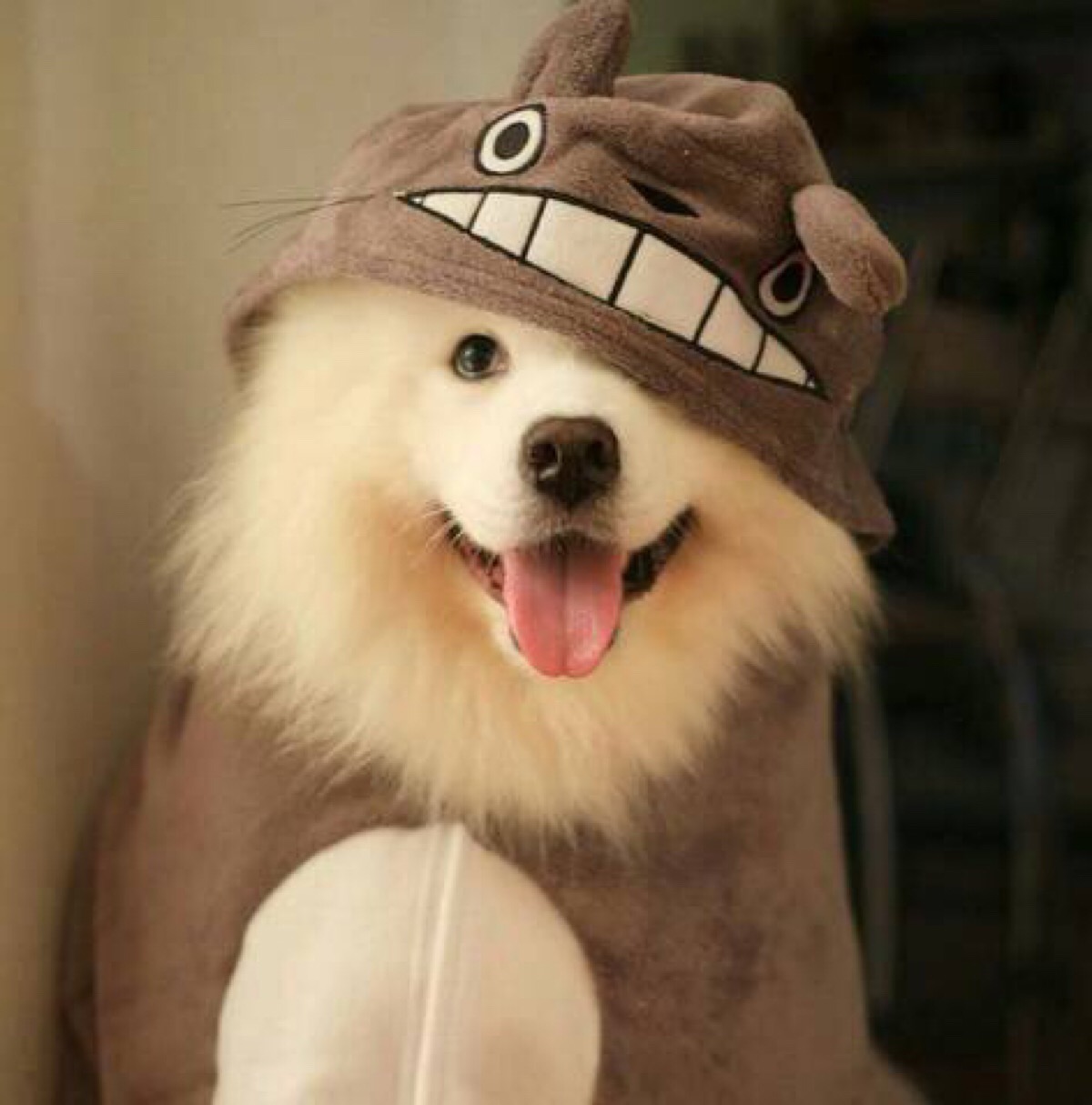 十大温顺狗狗排行榜,好养温顺的狗狗排名前十位