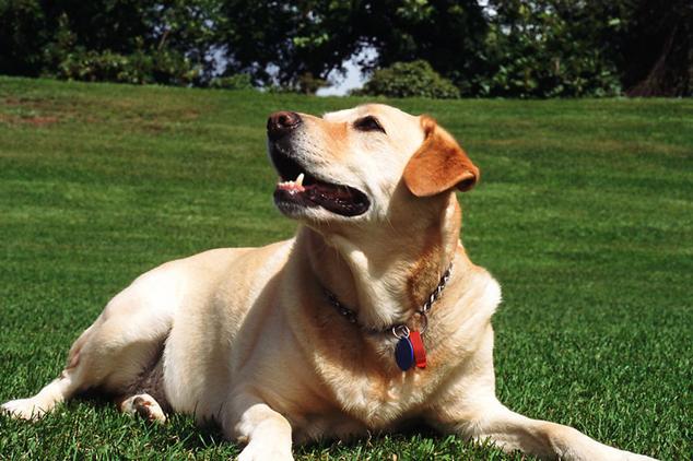 十大温顺狗狗排行榜,好养温顺的狗狗排名前十位