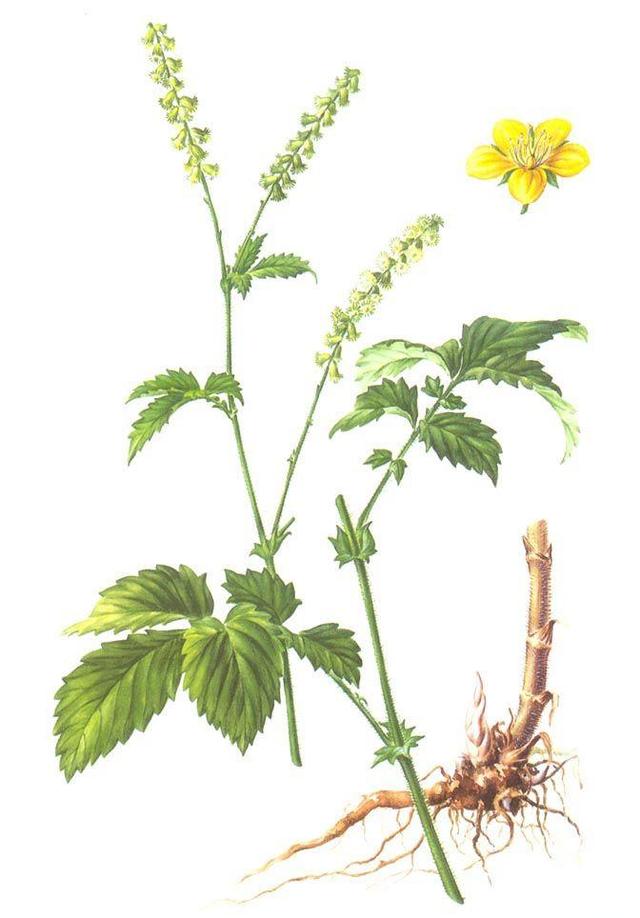 发现滋补中药材:“鹤草芽”止血散毒、驱杀绦虫,建议收藏