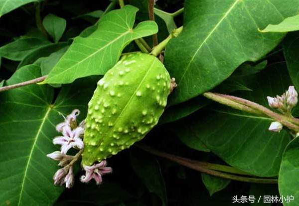 萝藦全草图片,萝藦是一种中草药吗