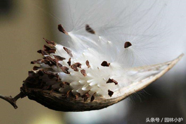 萝藦全草图片,萝藦是一种中草药吗