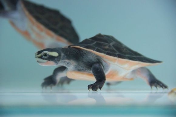 养龟的种类及图片,龟种类哪个好养