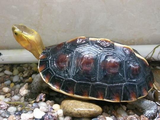 养龟的种类及图片,龟种类哪个好养