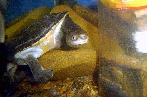 养龟的种类及图片,龟种类哪个好养