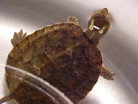 养龟的种类及图片,龟种类哪个好养