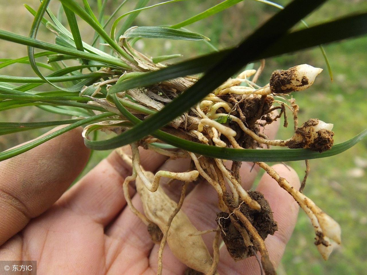 中药麦冬小故事,哪本医书中写到麦冬能养阴生津