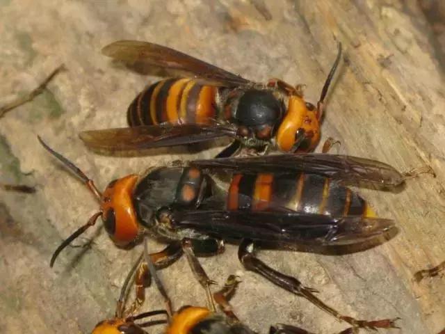 农民致富好物分享,农民朋友的致富宝典