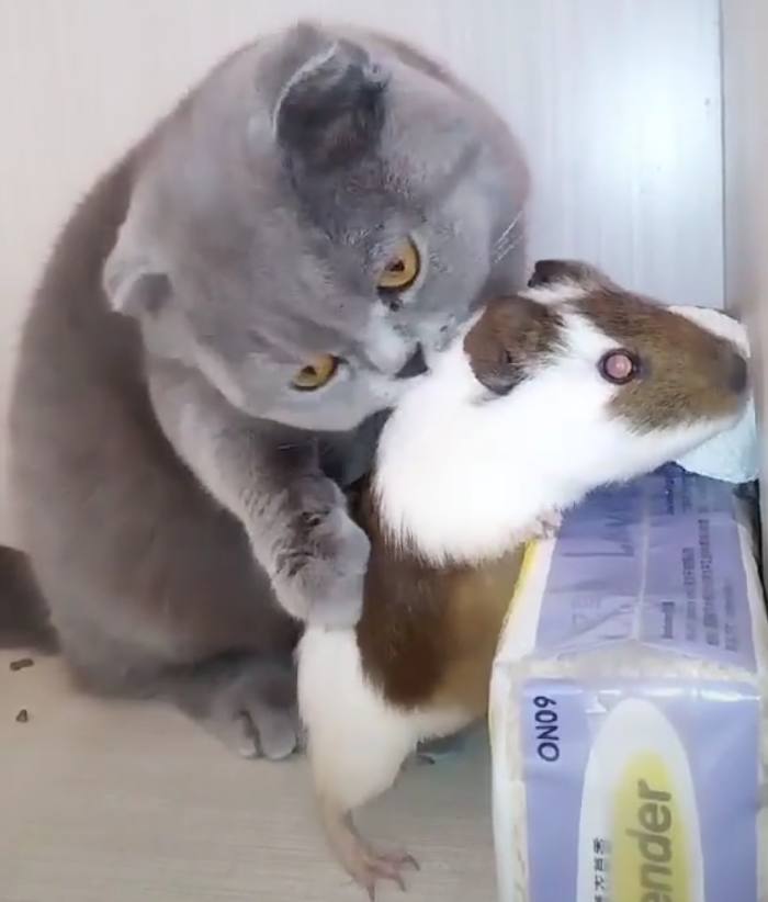 盘点猫咪被铲屎官玩坏的迷惑行为,铲屎官发现自己家猫咪躺在盒子里