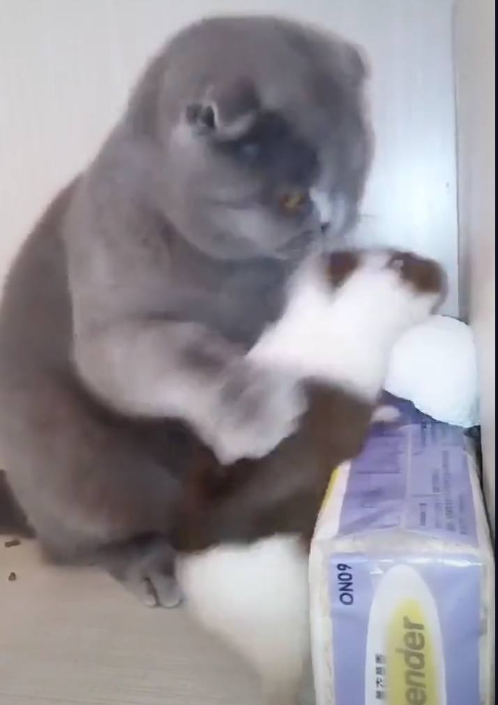 盘点猫咪被铲屎官玩坏的迷惑行为,铲屎官发现自己家猫咪躺在盒子里