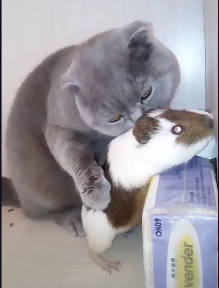 盘点猫咪被铲屎官玩坏的迷惑行为,铲屎官发现自己家猫咪躺在盒子里