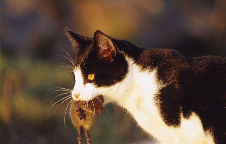 盘点猫咪被铲屎官玩坏的迷惑行为,铲屎官发现自己家猫咪躺在盒子里