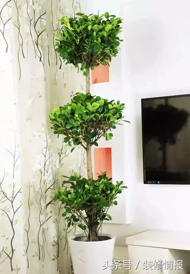 室内空气净化哪种绿植更好,室内种绿植净化器