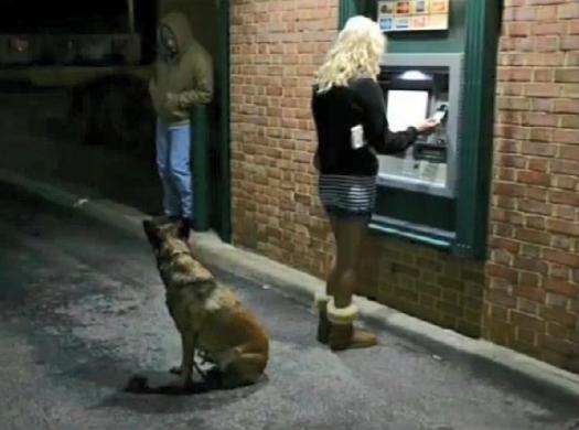 保镖型狗,保镖犬德牧