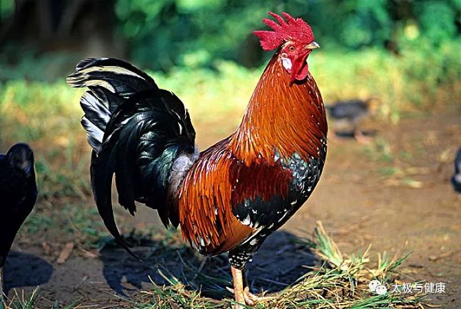 耙耙麻麻教你学养生，从此远离蛇精病！（上编）