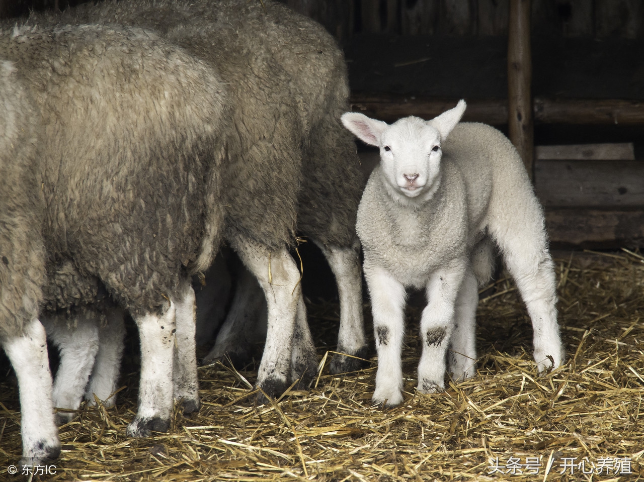 头胎母羊产后怎么护理,产后母羊该咋护理呢